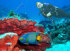 Scuba Diver w/ Queen Angelfish