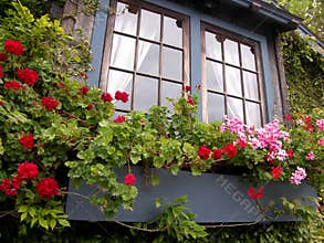 Window box with flowers