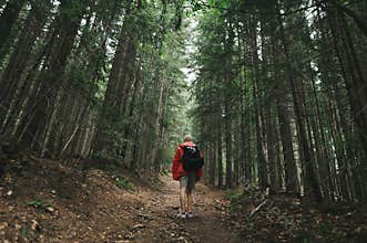 Hiker man with backpack and raincoat climbing mountain walking through forest path, rear view. Hiker goes up the mountain path.