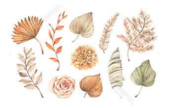 Watercolor dried tropical leaves, gentle flowers and pampas. Botanical floral design elements. Beige, green, orange palm leaves.