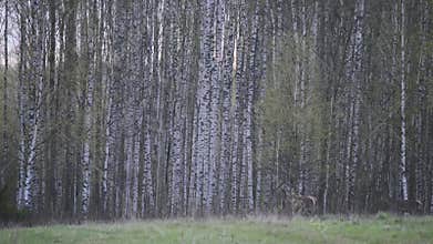 Herd of Elks Cervus elaphus in birch forest
