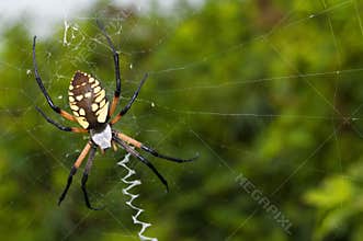 Garden spider on a web