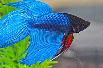 Betta fish