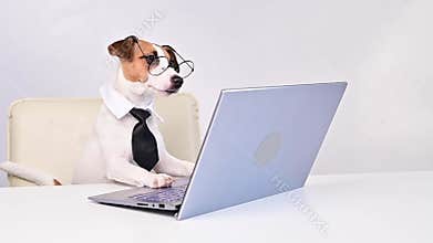 Dog jack russell terrier in glasses and a tie sits at a desk and works at a computer on a white background. Humorous