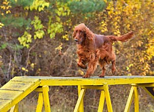 Iris Setter on agility walk way