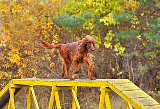 Dog on agility walk way