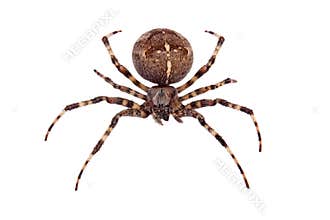 Cross spider