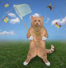 Cat reddish with butterfly net