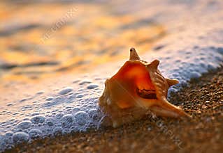 Shell on sand beach