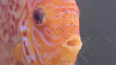 Fish discus swiming in fishtank. Close up of fish breathing.