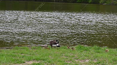 Canada Goose and Goslings at the Waters Edge