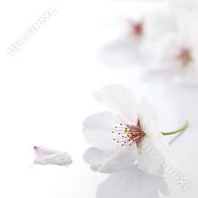 Cherry blossom flower
