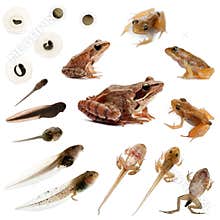 Composition of the complete evolution