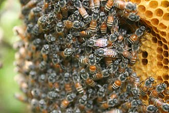 Beehive with bees