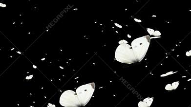 White color Butterflies flight transparent background videos 02
