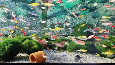 Danio small, fast fish with unusual colors.