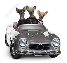 Chinese Crested dogs driving convertible