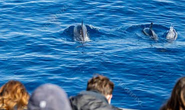 Common dolphin, during boat tour, Azores islands, traveling