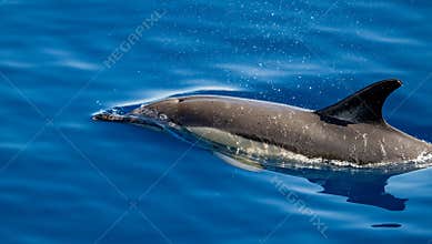 Common dolphin, during boat tour, Azores islands, traveling