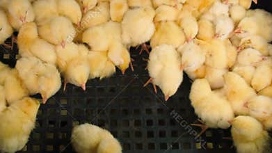 Daily chickens are a lot of broilers. Selective focus.