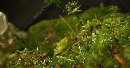 detailed extreme close-up of moss and grass in the forest. dark background
