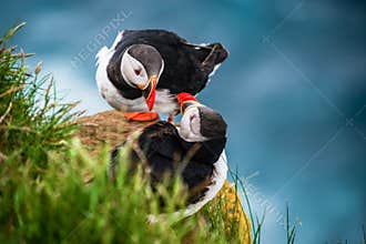 Wild Atlantic puffin seabird in the auk family.