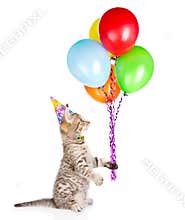 Cat in birthday hat holding balloons and looking up. isolated on white background