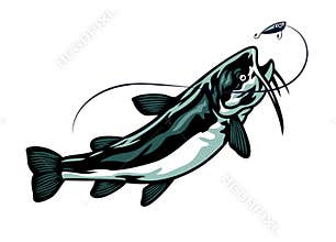 Catfish chasing the fishing lure