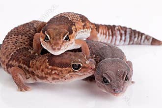 Gecko lizards