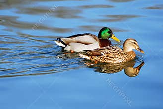 Pair of mallard ducks