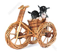 Two puppies isolated on white background