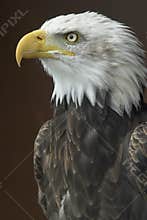 American Bald Eagle