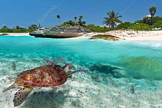 Green sea turtle near Caribbean beach