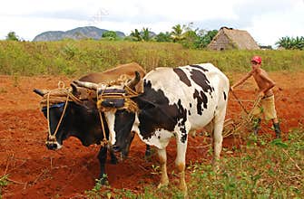 Young Cuban farmer works the land with cows and plough in the countryside of Vinales, Cuba