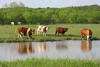 Cattle at Water