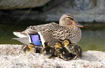 Mama and Baby Ducks