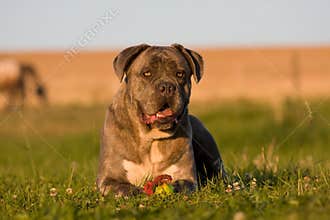 Portrait of big dog - cane corso