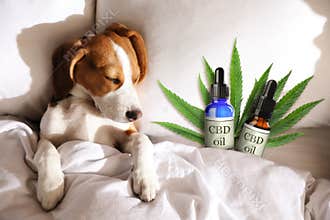 Bottles of CBD oil and cute dog sleeping in bed, top view
