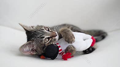Tabby grey kitten plays with snowman Christmas plush toy. Pet cat Christmas season. Winter holidays at home. Funny