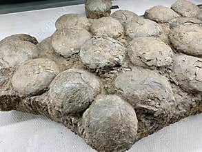 Dinosaur eggs fossils in the museum