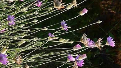 Blooming everlasting plant immortelle, Xeranthemum annuum