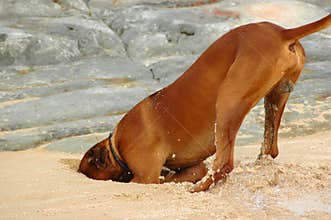 Digging dog