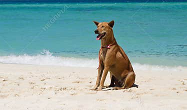 Dog on the beach