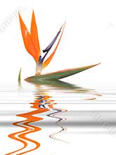Bird of paradise