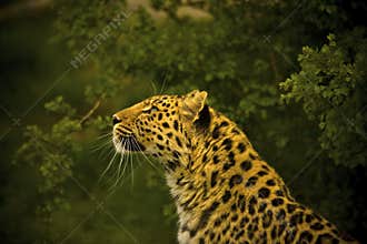 Amur Leopard