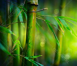 Bamboo
