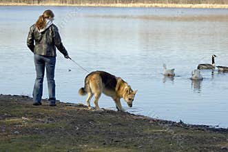 Dog Walking