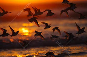 Birds at sunset