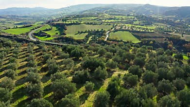 Garden plant fruit fresh sun summer spring citrus juice aerial