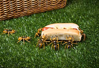 Ants At A Picnic Stealing Food